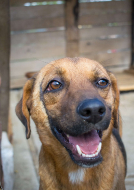 Adopter Murray