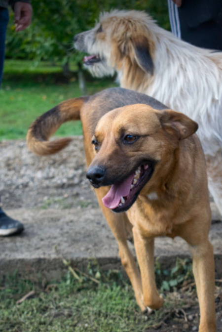 Adopter Murray