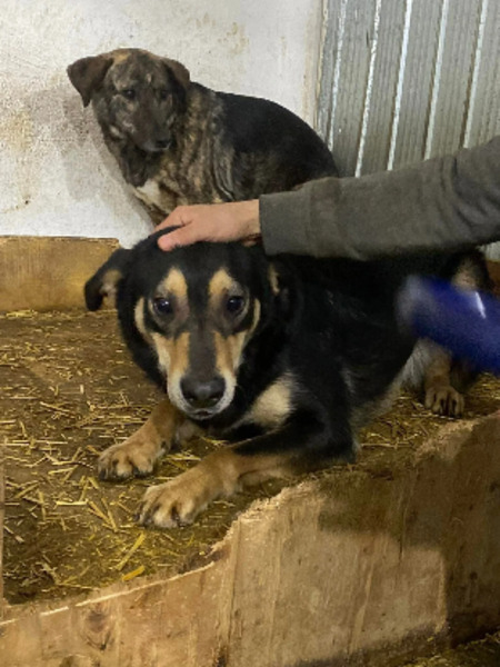 Adopter Mushu
