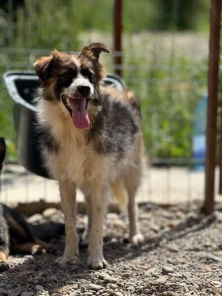 Adopter Mylou