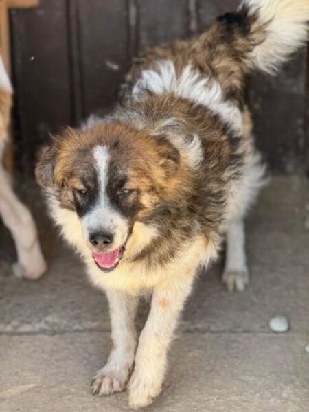 Adopter Mylou
