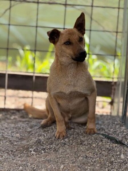 Adopter Nacho