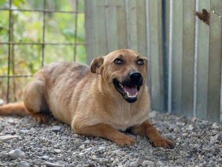 Adopter Nacho