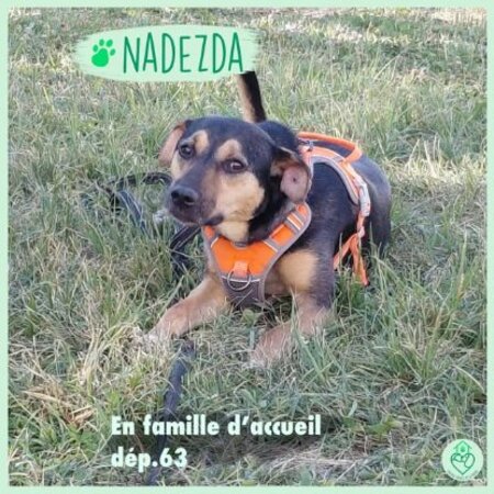 Adopter Nadezda