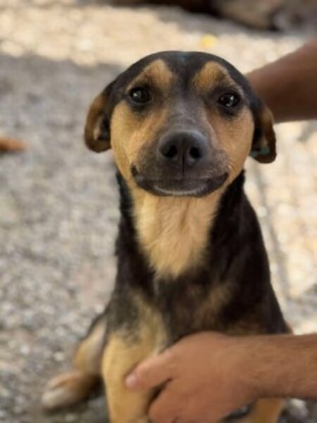 Adopter Nadezda