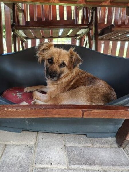 Adopter Naïa