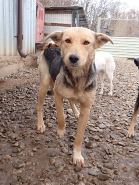 Adopter Najua