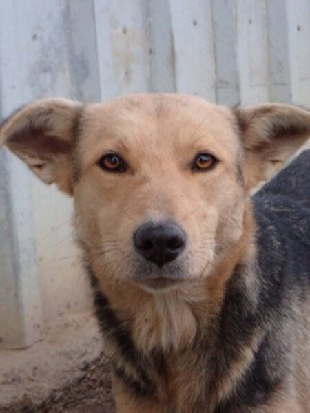 Adopter Najua