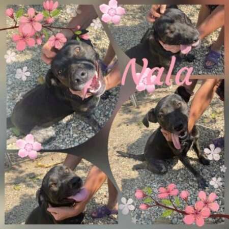 Adopter Nala