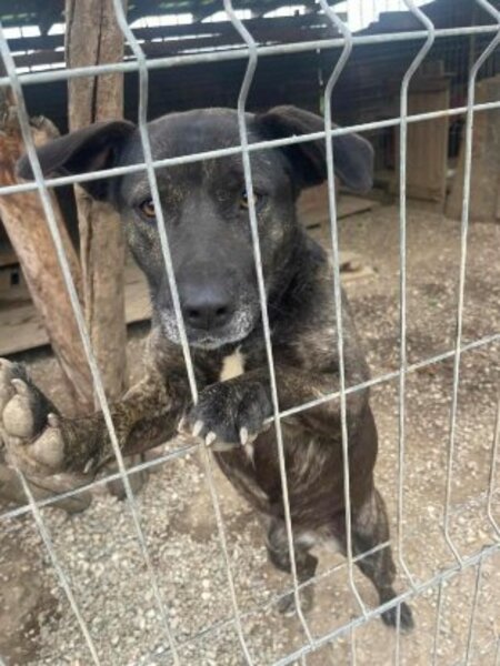 Adopter Nala