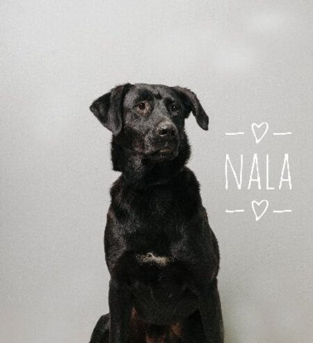 Adopter Nala
