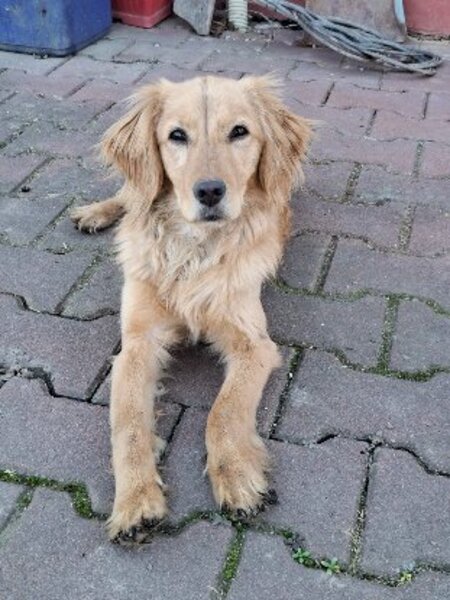 Adopter Nala
