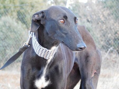 Adopter Nani
