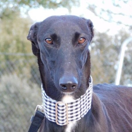 Adopter Nani