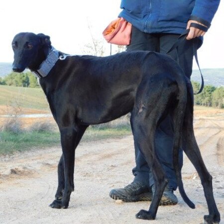 Adopter Nani