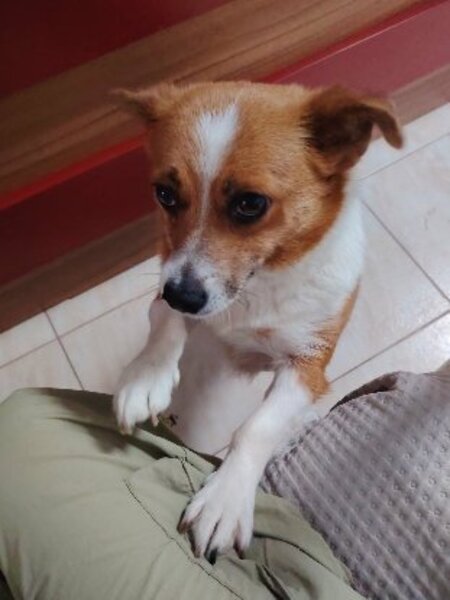 Adopter Nani