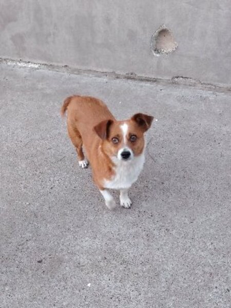 Adopter Nani