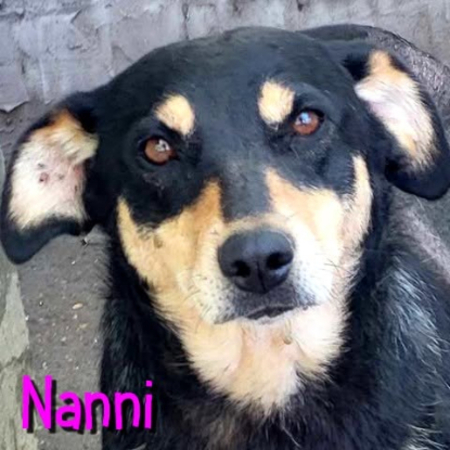 Adopter Nanni