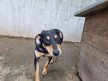 Adopter Nanni