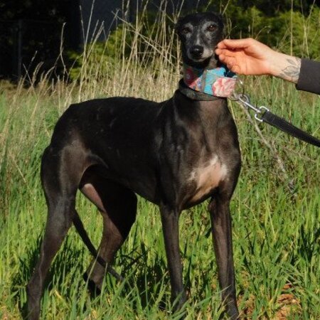 Adopter Naomi