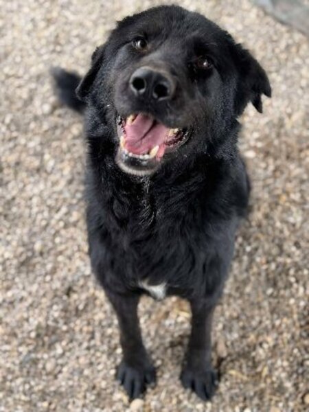Adopter Nash