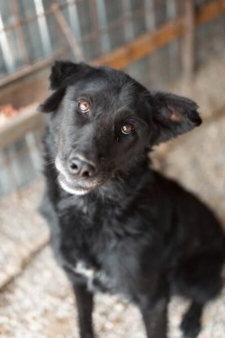 Adopter Nash