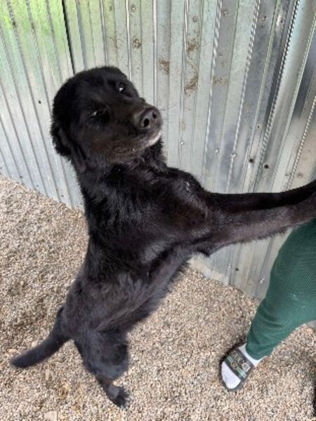 Adopter Nash
