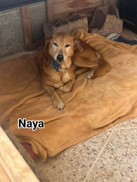 Adopter Naya