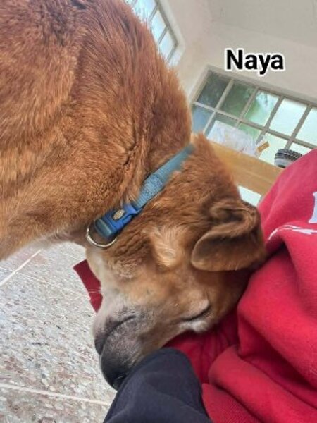 Adopter Naya