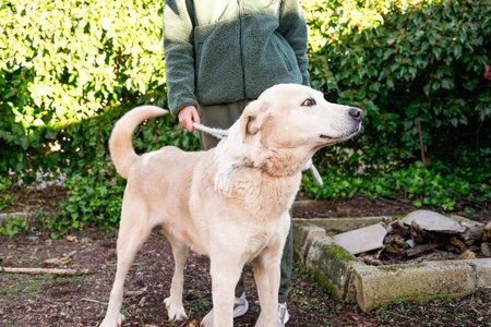 Adopter Nemo