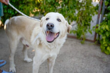 Adopter Nemo