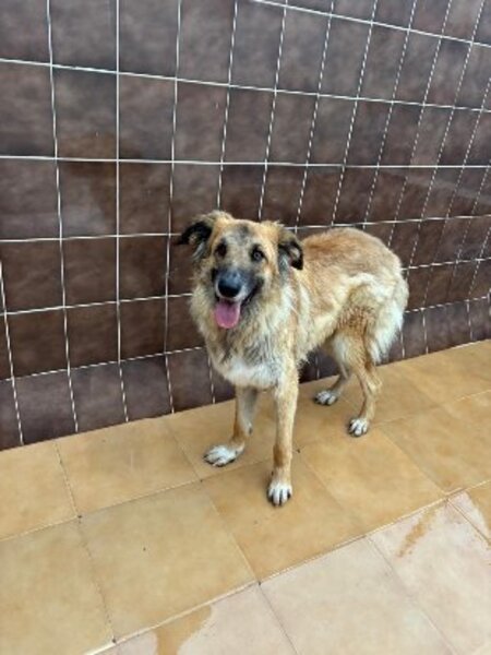 Adopter Nena