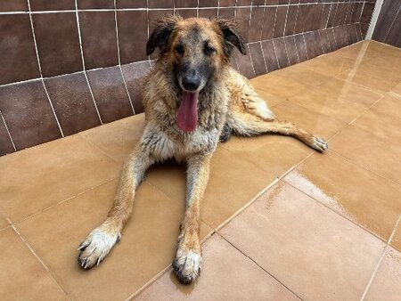 Adopter Nena