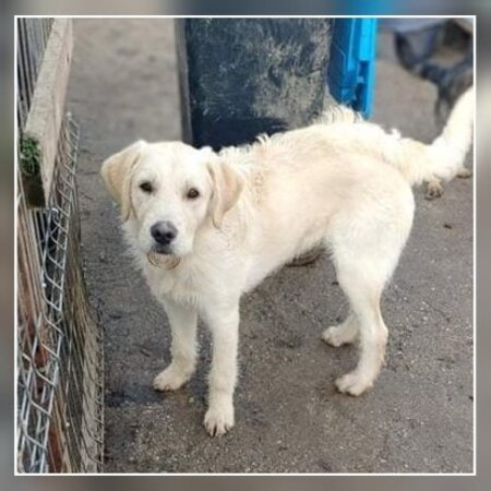 Adopter Neo