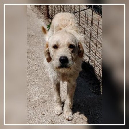 Adopter Neo