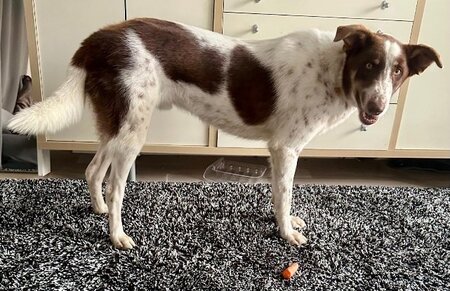 Adopter Neo