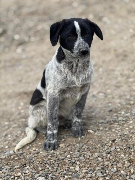 Adopter Nero