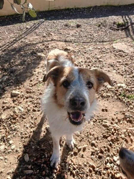 Adopter Ness