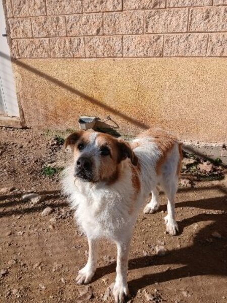 Adopter Ness