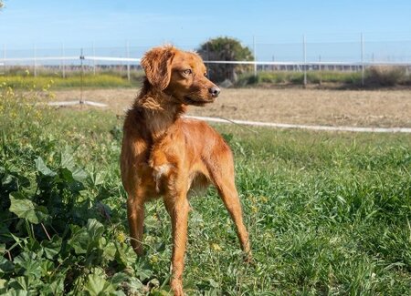 Adopter Nessi