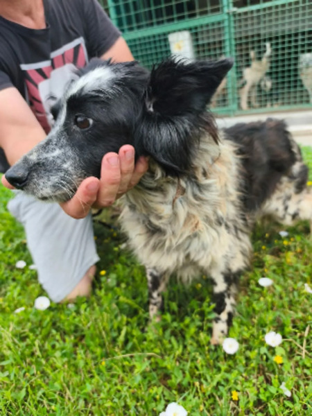Adopter Nessie