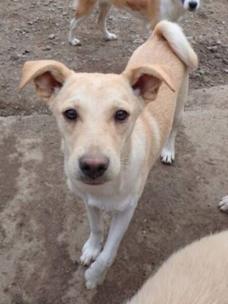 Adopter Nexton