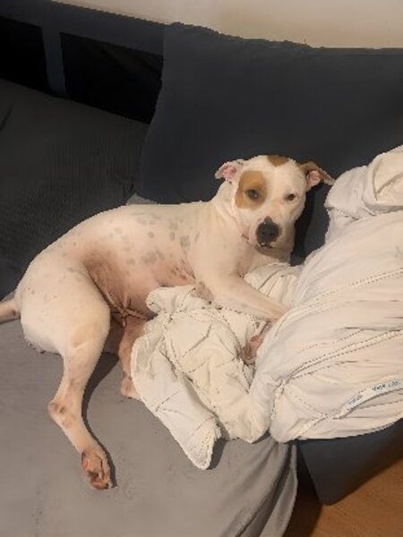 Adopter Nibby