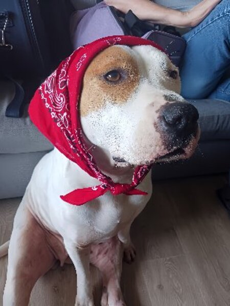 Adopter Nibby