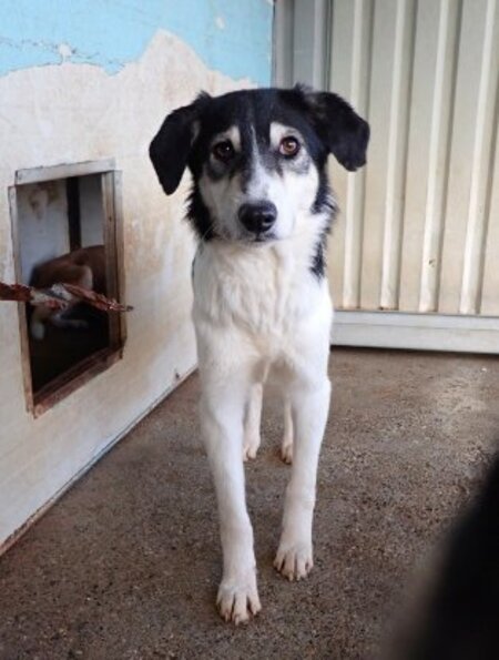 Adopter Nican