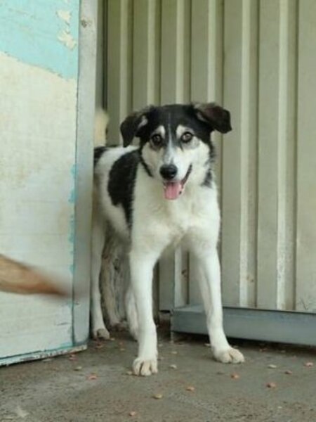 Adopter Nican