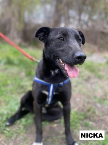 Adopter Nicka