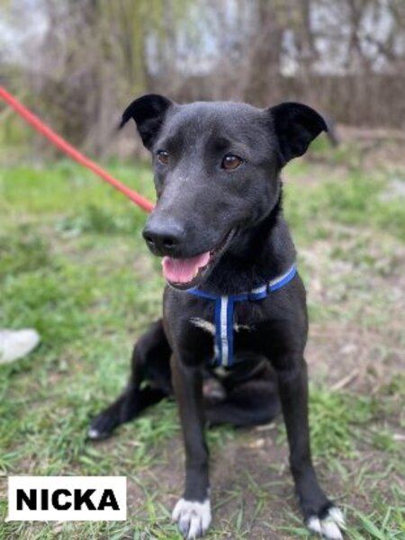 Adopter Nicka