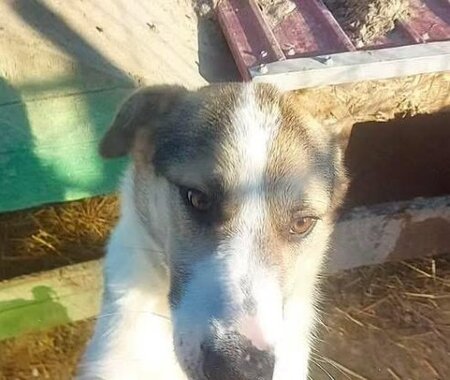 Adopter Nicky