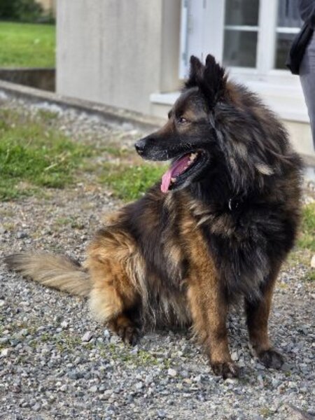 Adopter Nicky